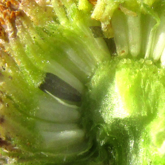 HYBRIDELLA GLOBOSA, broken open capitulum with hemispherical receptacles, black cypselae and narrow paleas