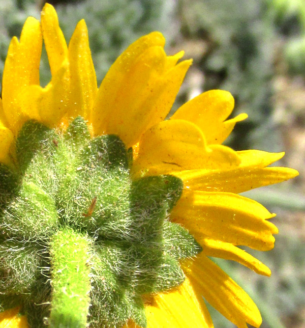 HYBRIDELLA GLOBOSA, involucral bracts