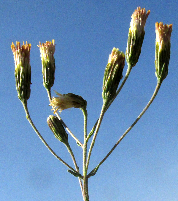 ISOCOMA VENETA, inflorescence