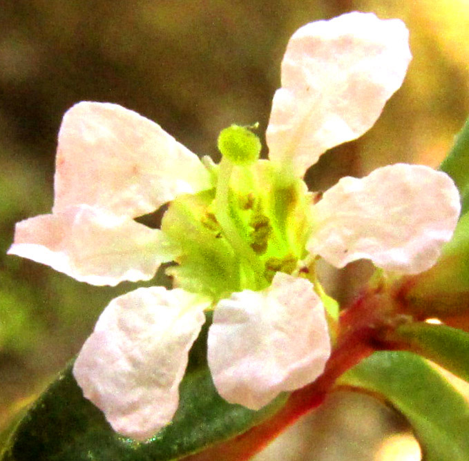 LYTHRUM GRACILE, flower from front