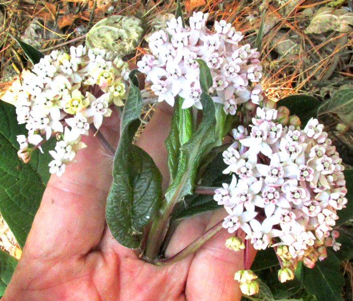 ASCLEPIAS sp. nov., terminal inflorescence