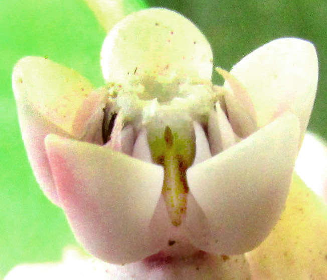 ASCLEPIAS sp. nov., flower diagonal view emphasizing hort height