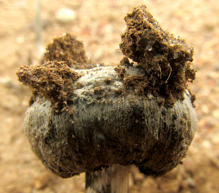 Desert Inkcap, MONTAGNEA ARENARIA, cap close-up showing scaliness