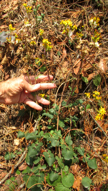 PACKERA SANGUISORBAE, in habitat