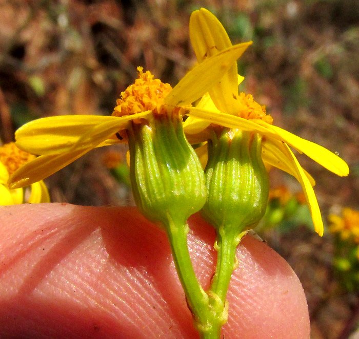 PACKERA SANGUISORBAE, capitulum with seen from side, 13-14 phyllaries