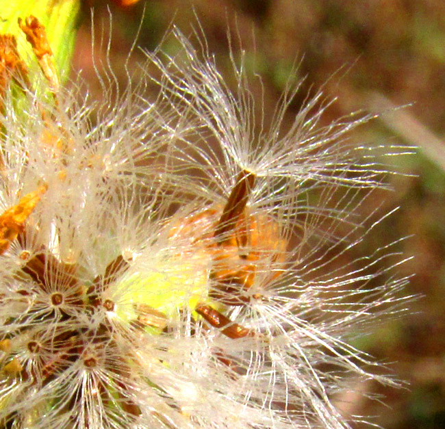 PACKERA SANGUISORBAE, cypselae with pappuses