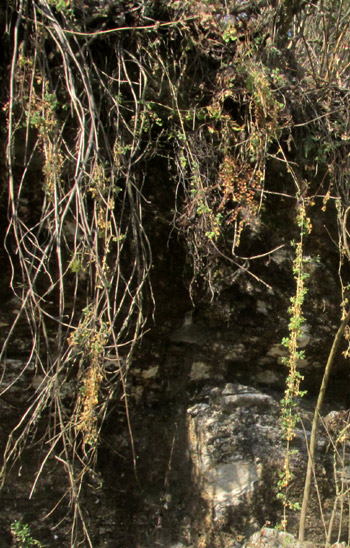 Mexican Chickweed, STELLARIA CUSPIDATA, dangling over cliff