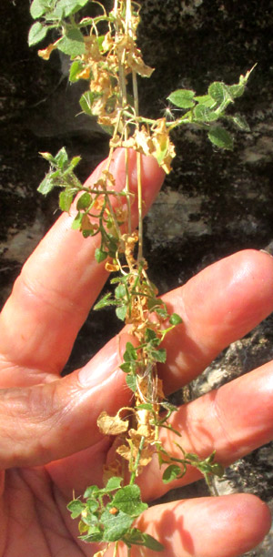 Mexican Chickweed, STELLARIA CUSPIDATA, portion of dangling stem