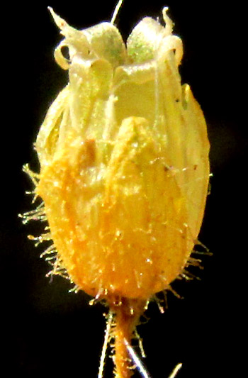 Mexican Chickweed, STELLARIA CUSPIDATA, empty, open capsule with dried calyx