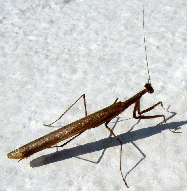 THESPIS TESSELLATUS, in habitat