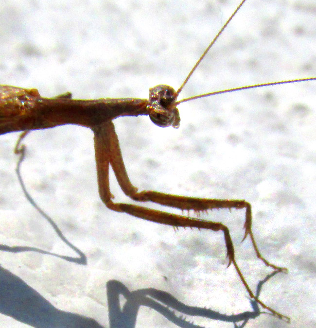 THESPIS TESSELLATUS, pronotum, head and front legs from side