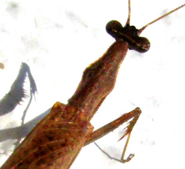 THESPIS TESSELLATUS, prothorax from above