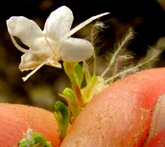 VALERIANA CLEMATITIS, female flower from front