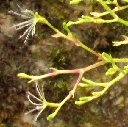 VALERIANA CLEMATITIS, fruits with plumose calyx