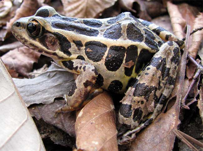 Pickerel Frog, RANA PALUSTRIS