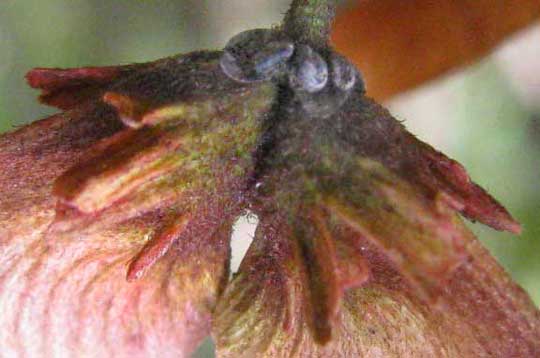 HETEROPTERYS BRACHIATA, fruit close-up