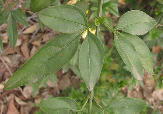 Primrose Jasmine, JASMINUM MESNYI. leaves