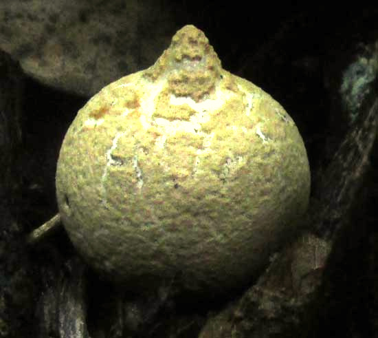 Earthstar, GEASTRUM SACCATUM, immature