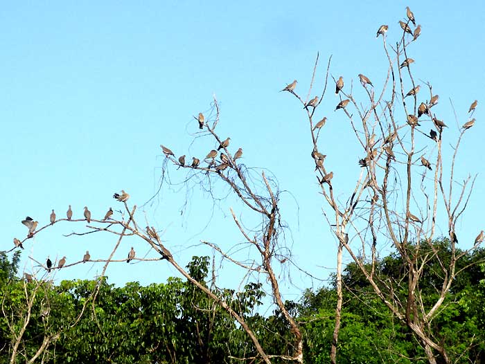 White-winged Doves preening flock in early morning sunlight