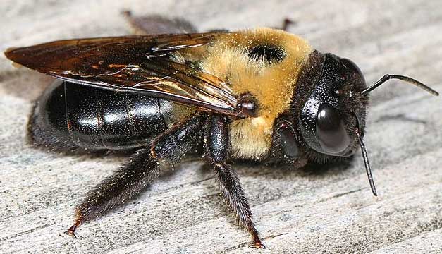 Eastern Carpenter Bee - Xylocopa virginica, Leesylvania State Park, Woodbridge, Virginia, copyright-free photo contributed by Judy Gallagher