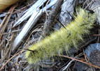 Acronicta americana