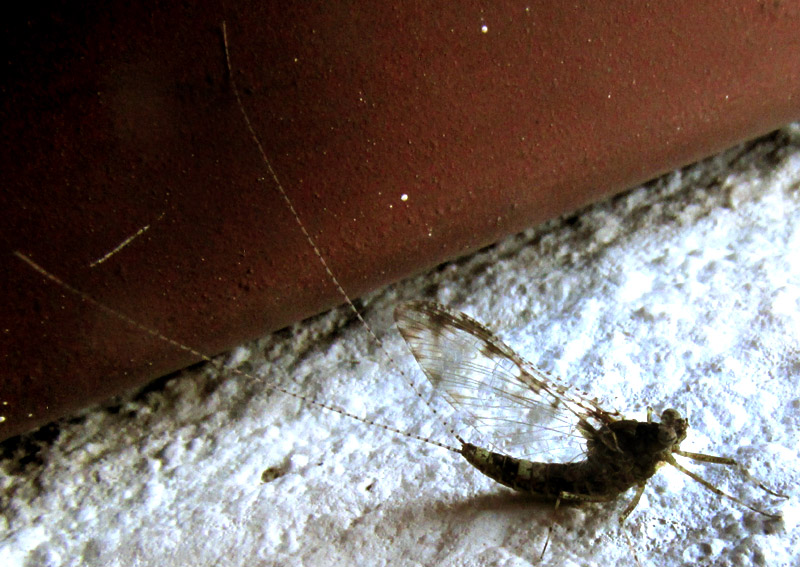 Speckled Dun Mayfly, CALLIBAETIS PICTUS, in central Mexico