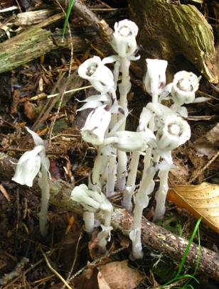 Indian Pipe, MONOTROPA UNIFLORA, photo by Bea Laporte of Ontario