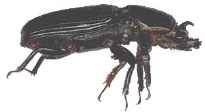 Bessbug, Popilius disjunctus