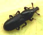 Snout Beetle