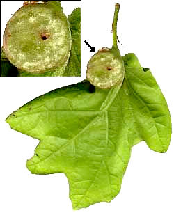 Roly Poly Gall on Black Oak leaf