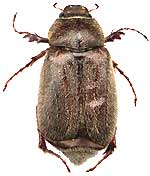 Asiatic Garden Beetle, Autoserica castanea