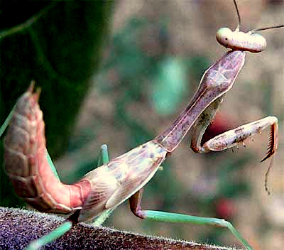 Campanero Chino, Tenodera aridifolia