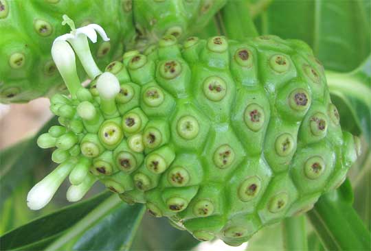 Noni fruit, Morinda citrifolia