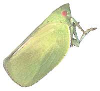 Flatid Planthopper