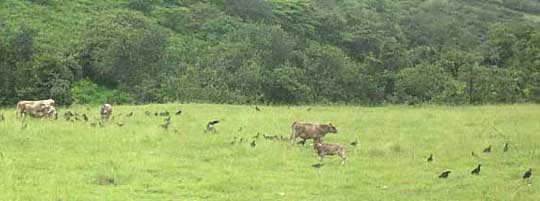 60 BLACK VULTURES JUMPING