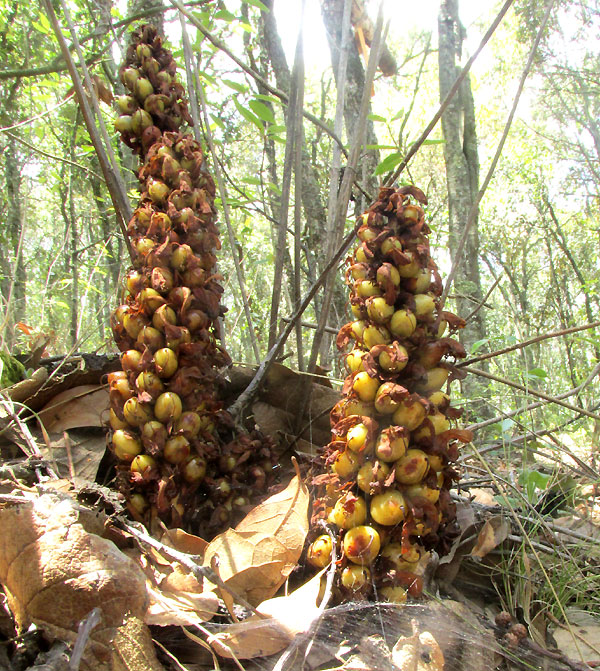 Bear Corn, CONOPHOLIOS ALPINA, habitat & fruiting form