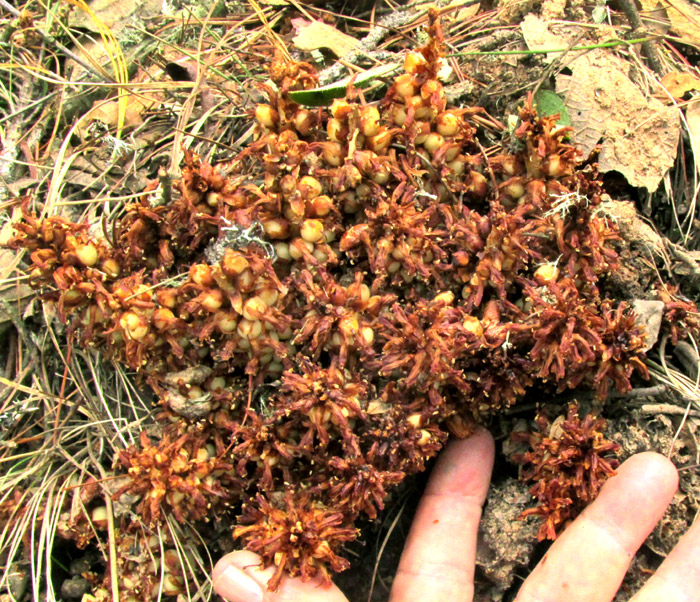 CONOPHOLIS ALPINA, mass of dark brown fruiting bodies