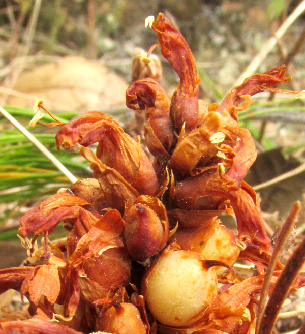 CONOPHOLIS ALPINA, dried, orange-brown corollas with extended stamens