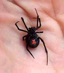 Black Widow, LATRODECTUS cf. MACTANS