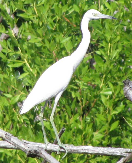 Immature Little Blue Heron, Egretta caerulea