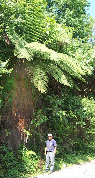 LOPHOSORIA QUADRIPINNATA, Tree Fern