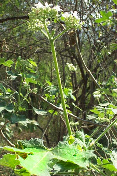 Mala Mujer, CNIDOSCOLUS sp