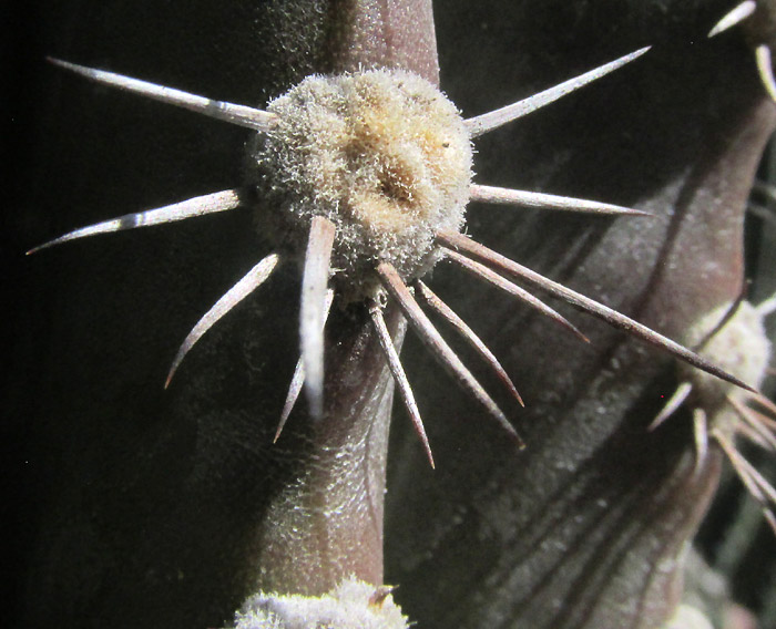 STENOCEREUS HUASTECORUM, areole with spines