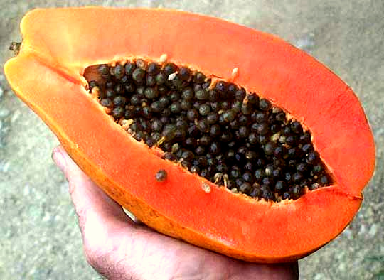 PAPAYA