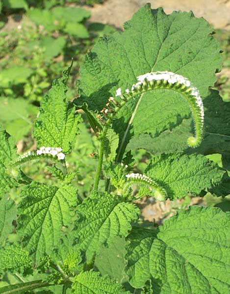 heliotrope, HELIOTROPIUM ANGIOSPERMUM, or Scorpion Tail