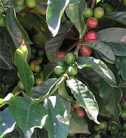 Coffee beans grown in western Chiapas, southern Mexico