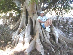 strangler fig roots