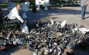 feeding pigeons