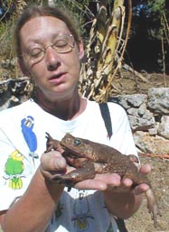 giant toad