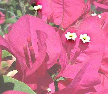 Bougainvillea